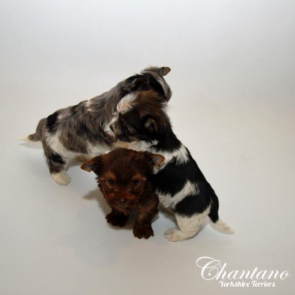 Exotic Yorkie Puppies